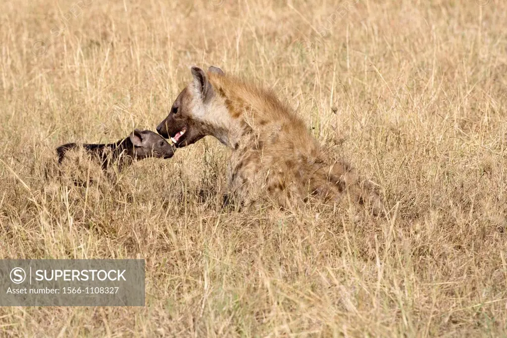 Hyena and cub in the Masai Mara