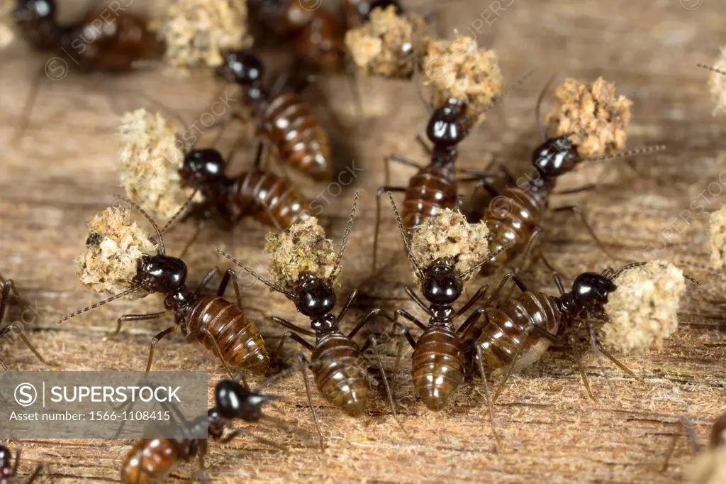 Termites. Image taken at Kampung Satau, Singai, Sarawak, Malaysia.