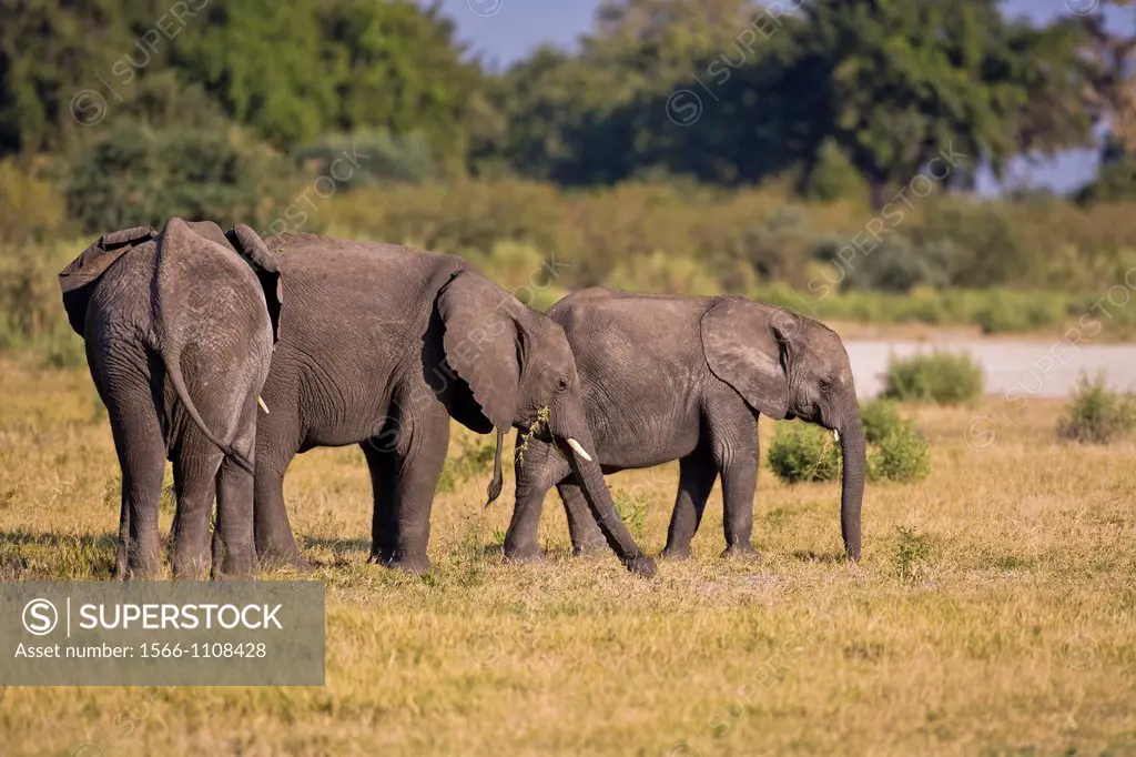 Three african elephants (Loxodonta africana) in the Okavango Delta, Botswana, Africa