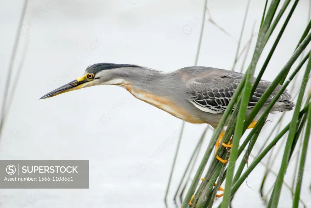 Striated Heron Butorides striata, lagoon in the Buenos Aires province, Argentina, South America