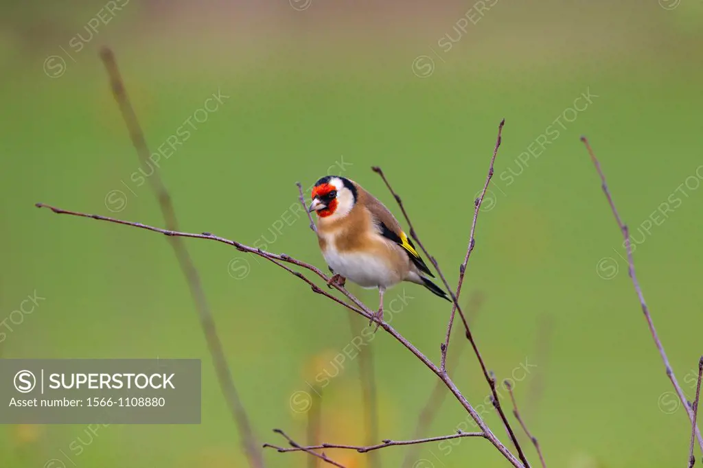 Goldfinch Carduelis carduelis on blackthorn berries