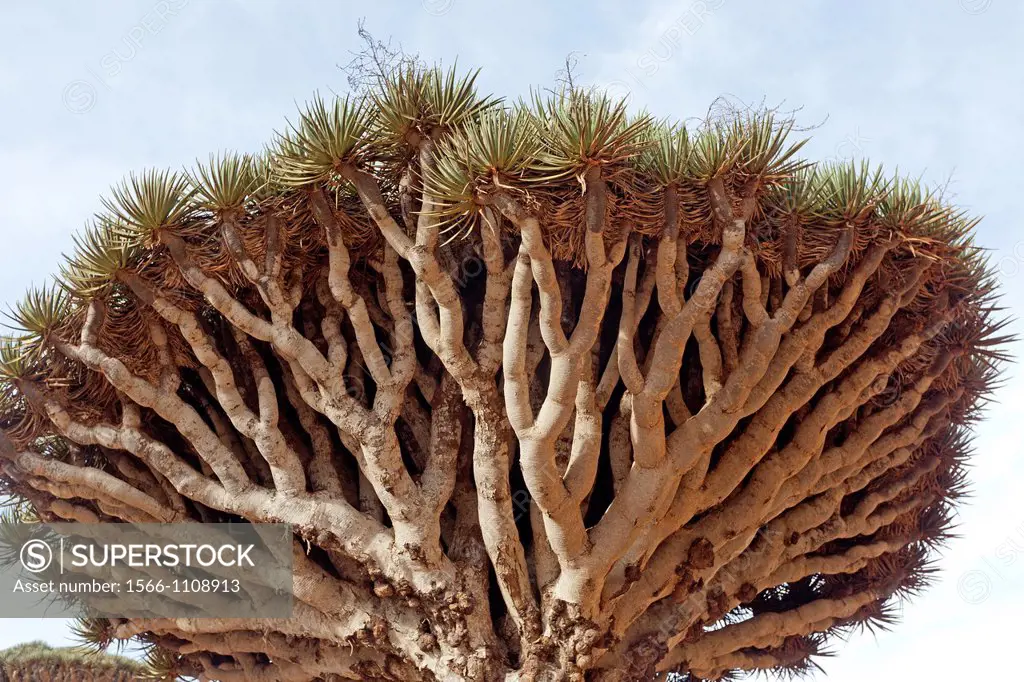 Dragon´s blood tree (Dracaena cinnabari) at sunset, Homhil plateau, Socotra island, listed as World Heritage by UNESCO, Aden Governorate, Yemen