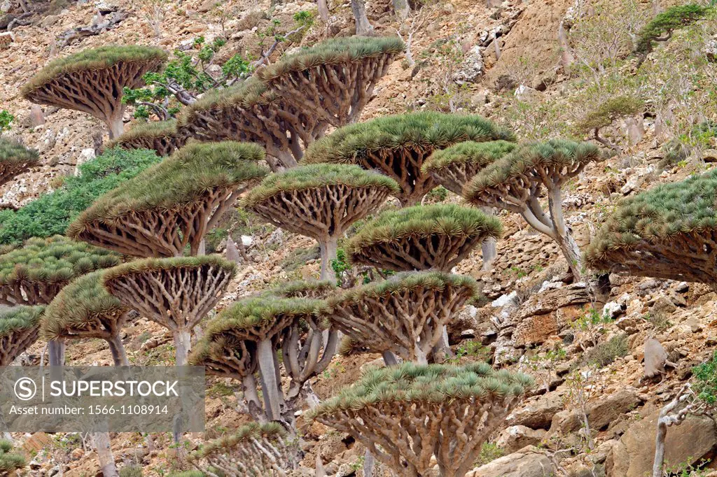 Dragon tree (Dracaena cinnabari), Dixam, Socotra island, listed as World Heritage by UNESCO, Aden Governorate, Yemen