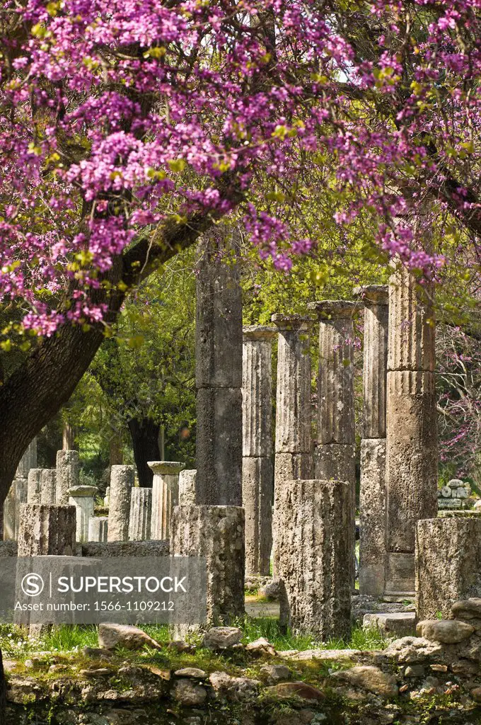 Springtime with the judas trees in bloom, looking towards the palaestra, at ancient Olympia, Peloponnese, Greece