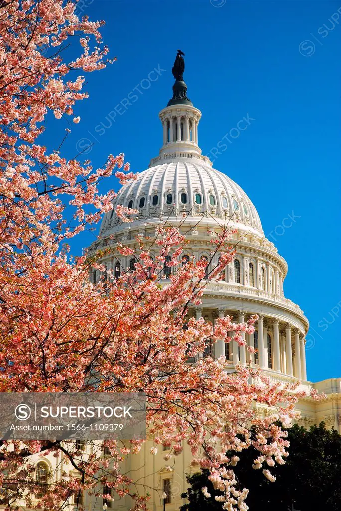 Cherry Blossoms at US Capitol