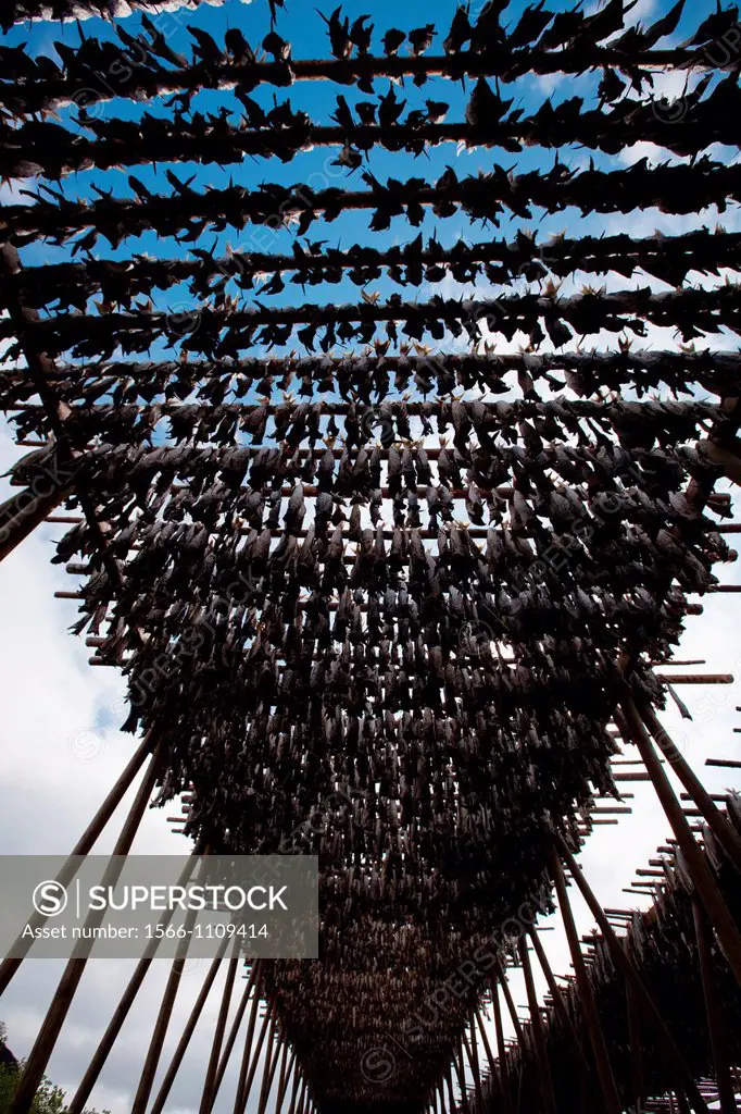 Stockfish, dried cod, hanging on wooden racks called flakes or hjell on the seashore, Moskenes village, Lofoten archipelago, Nordland county, Norway, ...