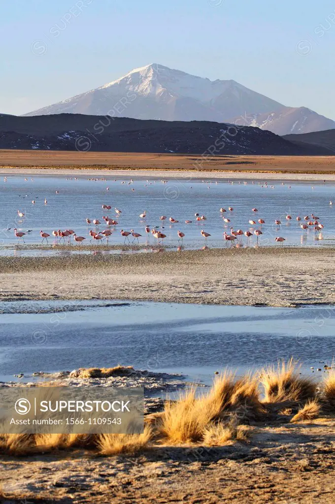 Laguna Hedionda is a saline lake in the Nor Lípez Province, Potosí Department in Bolivia. It is notable for various migratory species of pink and whit...