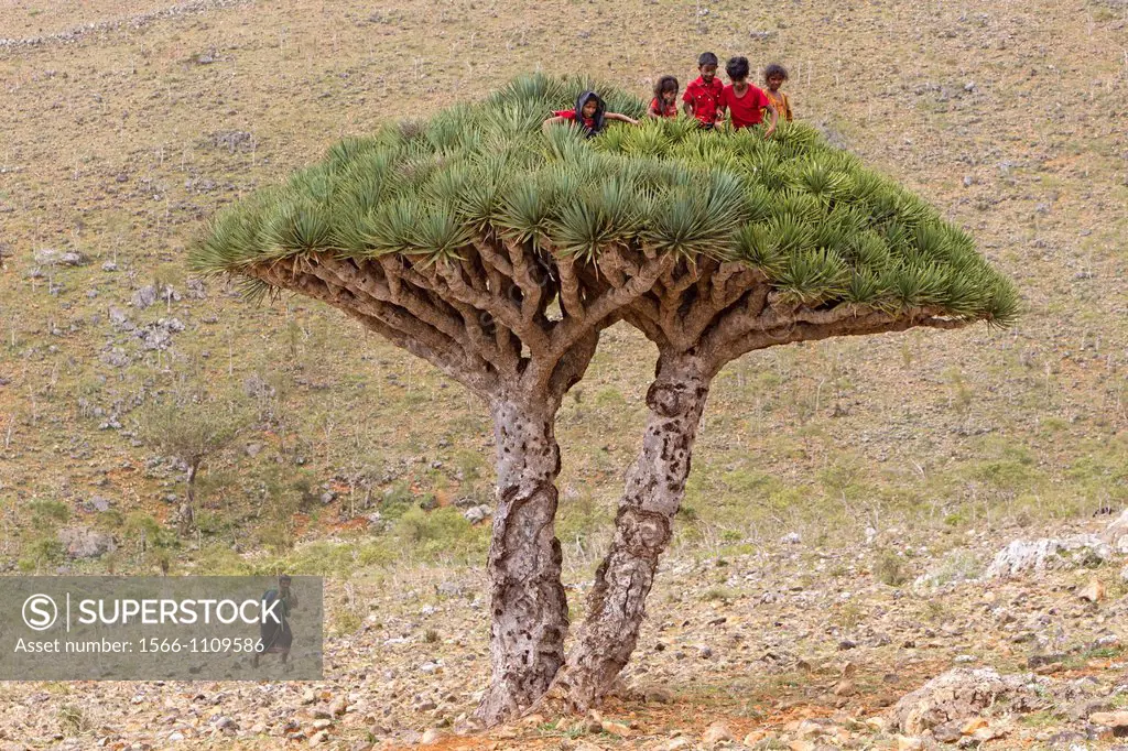 Children on Dragon tree (Dracaena cinnabari), Dixam, Socotra island, listed as World Heritage by UNESCO, Aden Governorate, Yemen