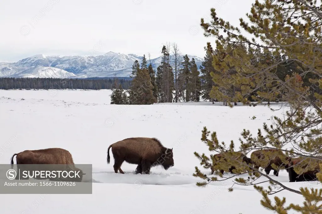 Bison, Winter, Yellowstone NP, WY