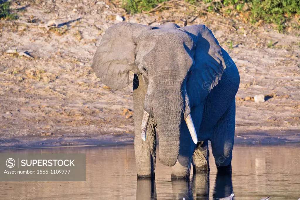A lone african elephant (Loxodonta africana) at a waterhole in Botswana, Africa