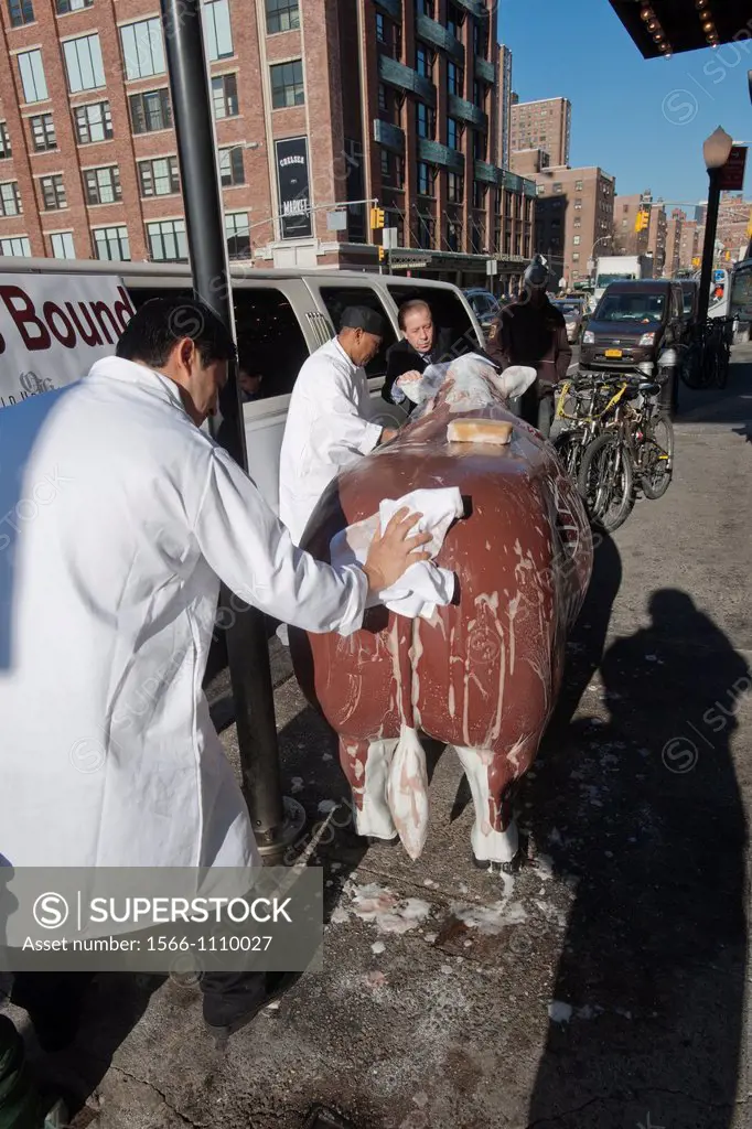 Workers at the Old Homestead Steakhouse on West 14 Street in the Meatpacking District in New York on Tuesday, December 13, 2011 bathe Annabelle the Co...