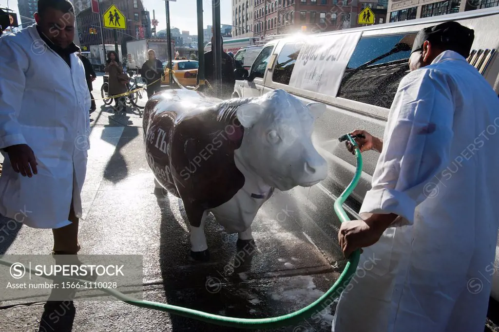 Workers at the Old Homestead Steakhouse on West 14 Street in the Meatpacking District in New York on Tuesday, December 13, 2011 bathe Annabelle the Co...