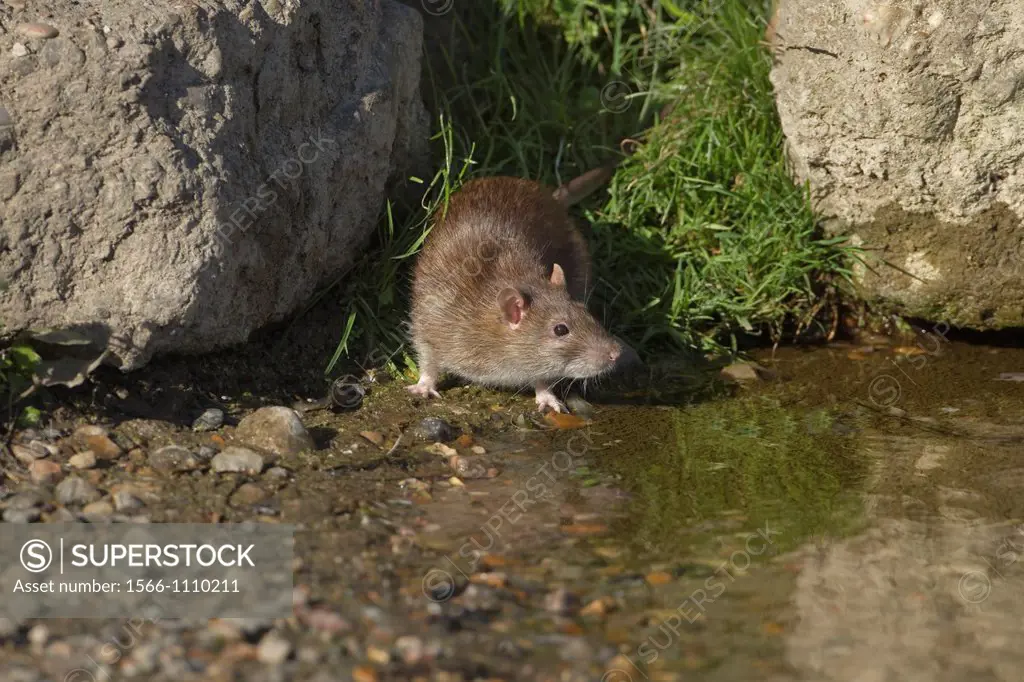Brown Rat Rattus norvegicus at duck pond in Norfolk