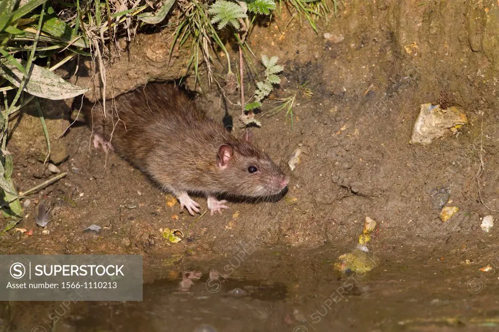 Brown Rat Rattus norvegicus emerging from hole