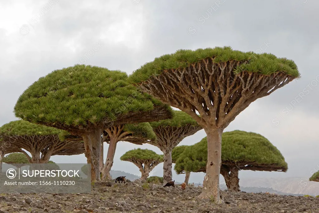 Dragon´s blood tree (Dracaena cinnabari), Diksam, Socotra island, listed as World Heritage by UNESCO, Hadhramaut governatorate, Yemen