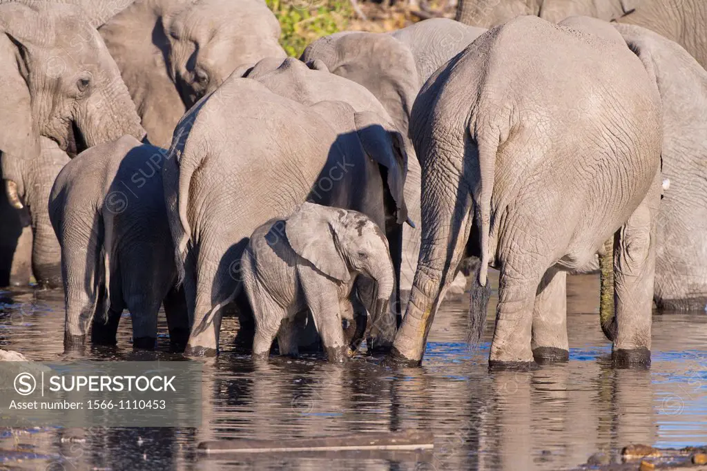 A herd of african elephants (Loxodonta africana) drinking at a waterhole in Botswana, Africa