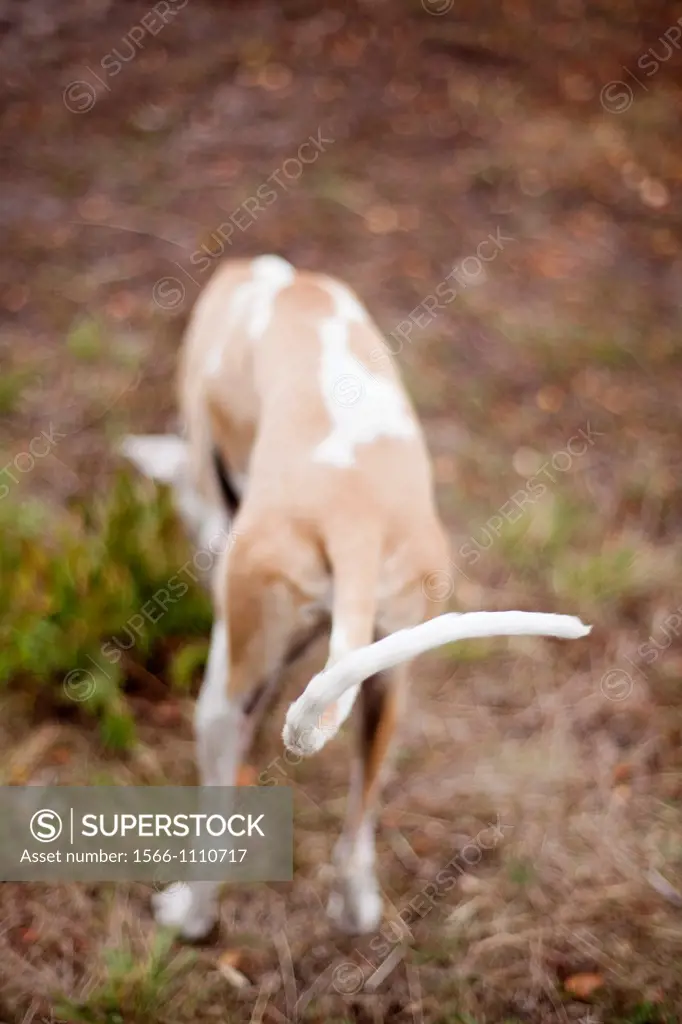 Tail of a Spanish Greyhound