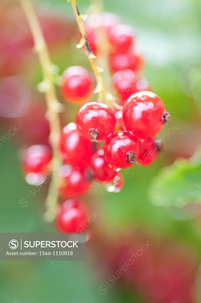 Close Up of Red Currants Ribes rubrum growing in garden