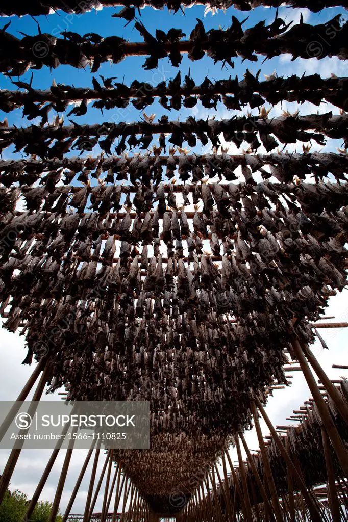 Stockfish, dried cod, hanging on wooden racks called flakes or hjell on the seashore, Moskenes village, Lofoten archipelago, Nordland county, Norway, ...