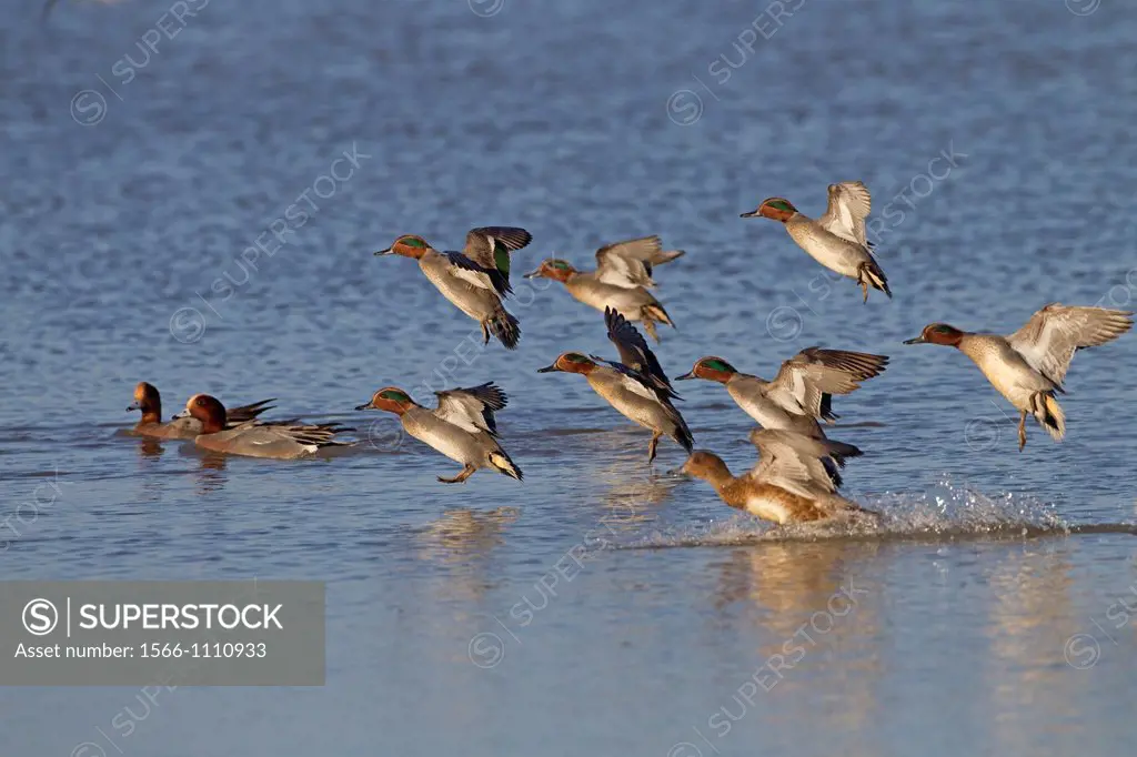 Teal Anas crecca flock feeding on marshes