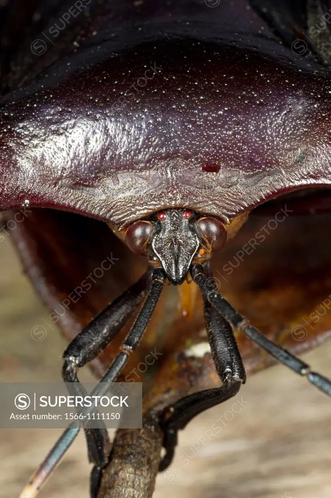 Beetle in close-up. Image taken at Kampung Satau, Singai, Sarawak, Malaysia.