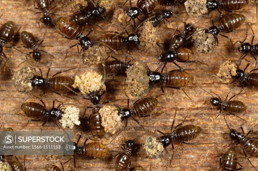 Termites. Image taken at Kampung Satau, Singai, Sarawak, Malaysia.