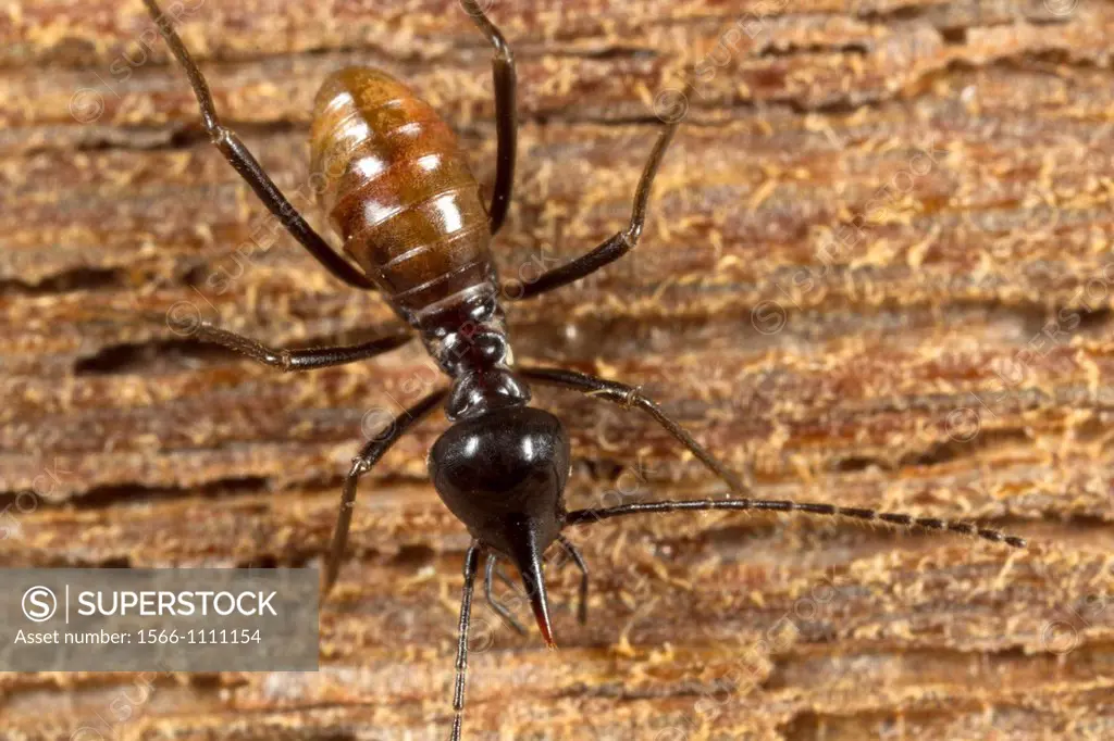 Termite. Image taken at Kampung Satau, Singai, Sarawak, Malaysia.