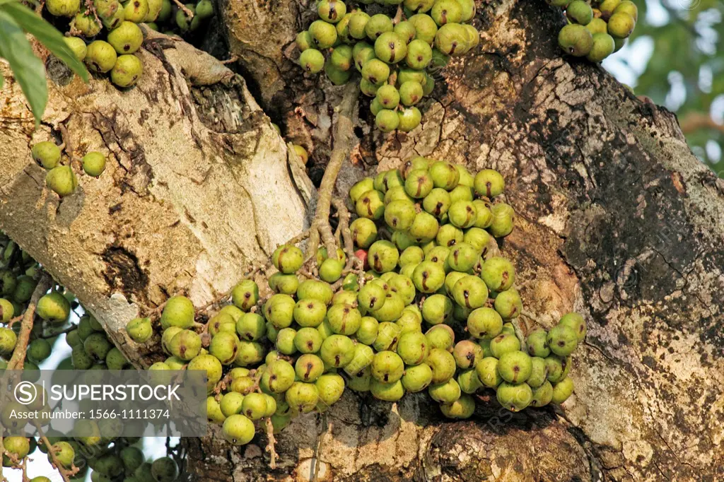Fruits of Ficus racemosa