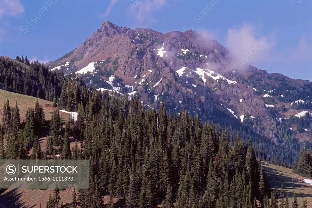 Mt  Angeles rises beyond forest of subalpine fir, Olympic National Park, Washington, USA