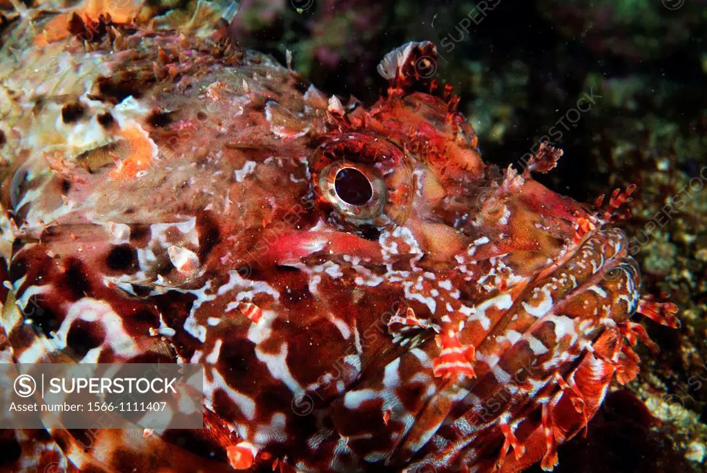 France marseille jarre island scorpion fish head hog fish scorpaena scrofa