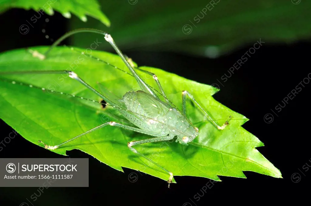 Bush cricket (fam. Tetiigonidae), Madidi National Park in the upper Amazon river basin in Bolivia