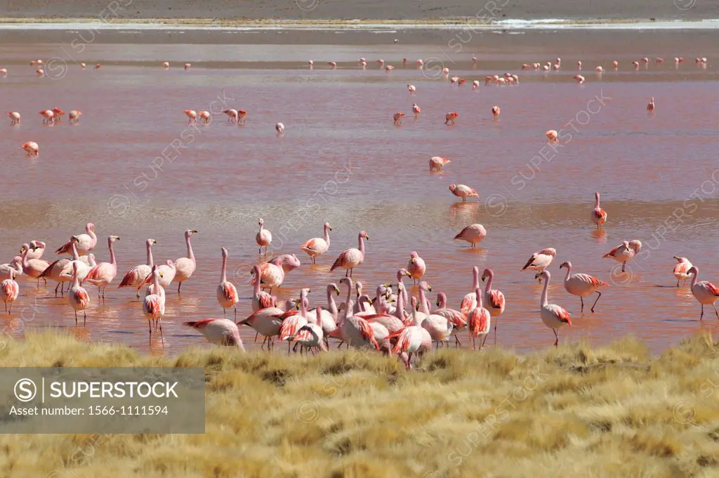 Flamingos at the Laguna Colorada (Red Lagoon). Shallow salt lake in the southwest of the altiplano of Bolivia, within Eduardo Avaroa Andean Fauna Nati...