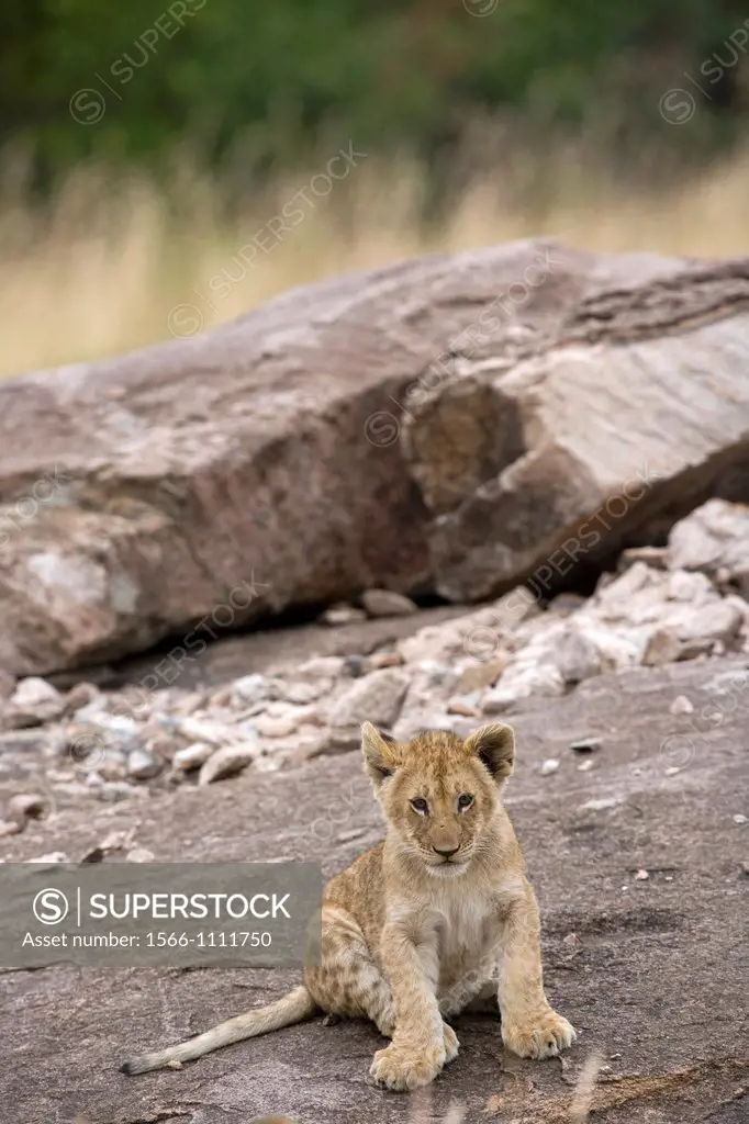 Lion cub on the rocks in Masai Mara - Kenya