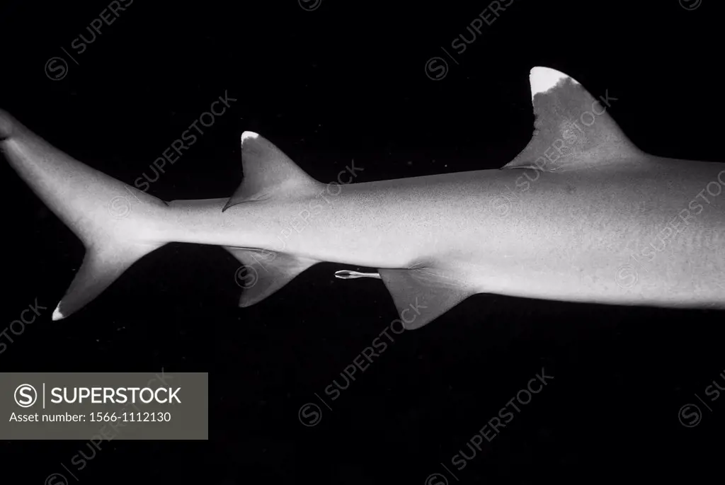 Maldives south male atoll kandooma caudal and dorsal fin of a whitetip reef shark triaenodon obesus