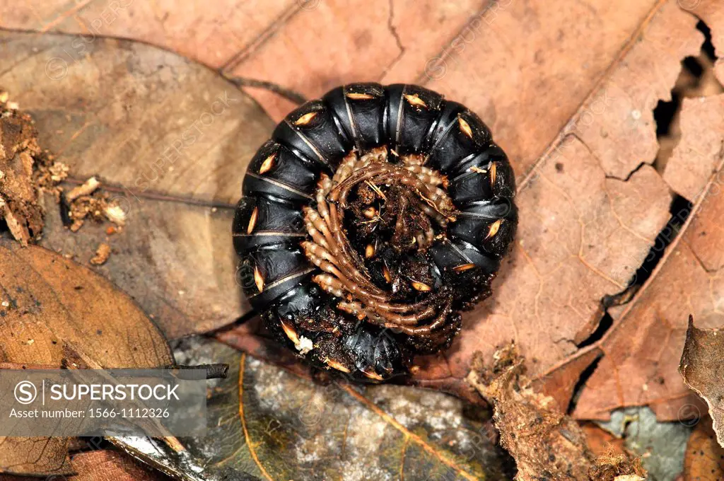 Centiped, arthropod belonging to the class Chilopoda of the subphylum Myriapoda. They are elongated metameric animals with one pair of legs per body s...