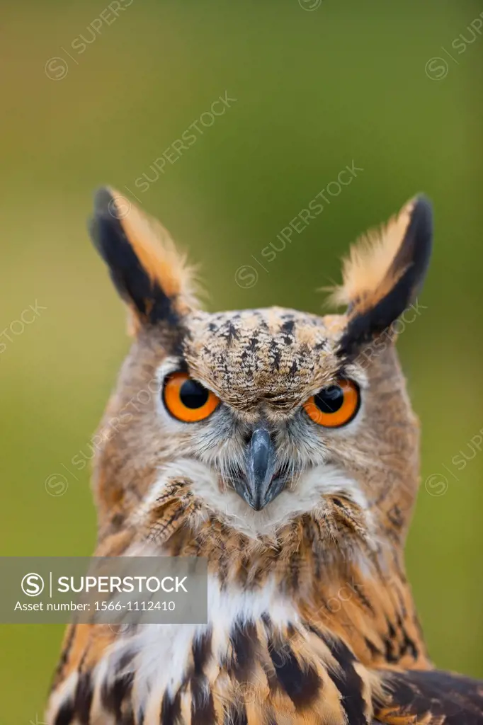 EURASIAN EAGLE OWL Bubo bubo.