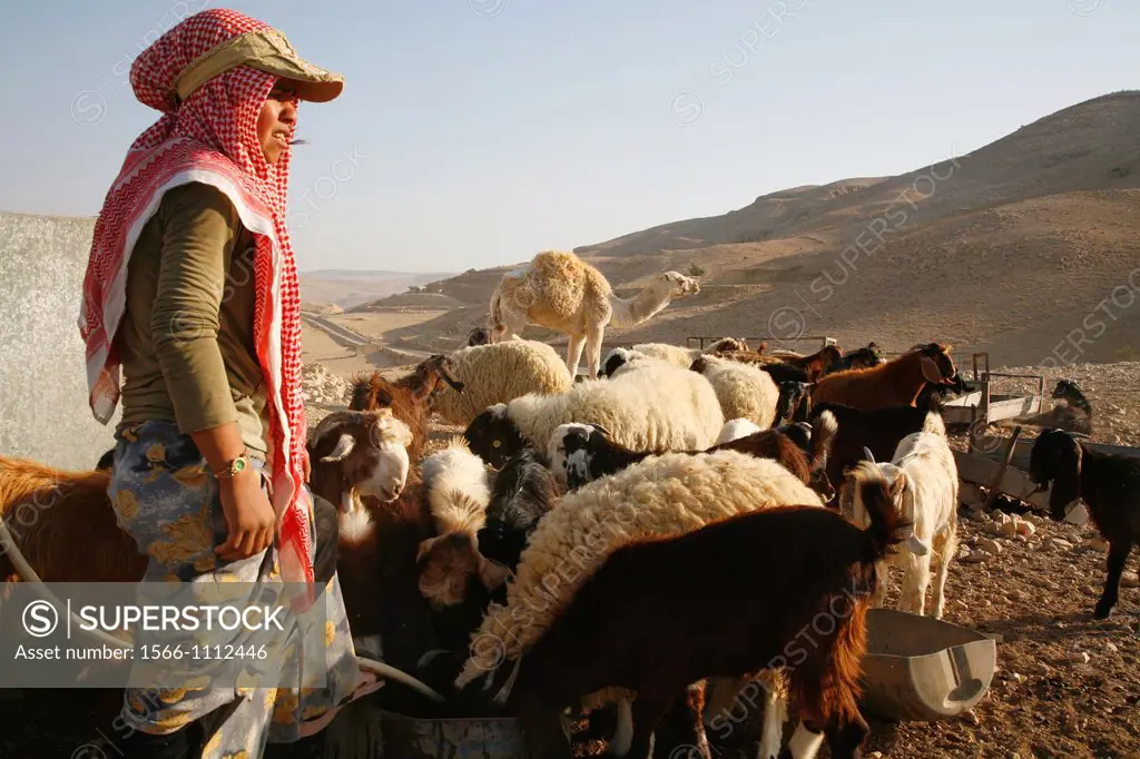 Bedouin girl feeding camels and goats at a camp near Mount Nebo, Jordan