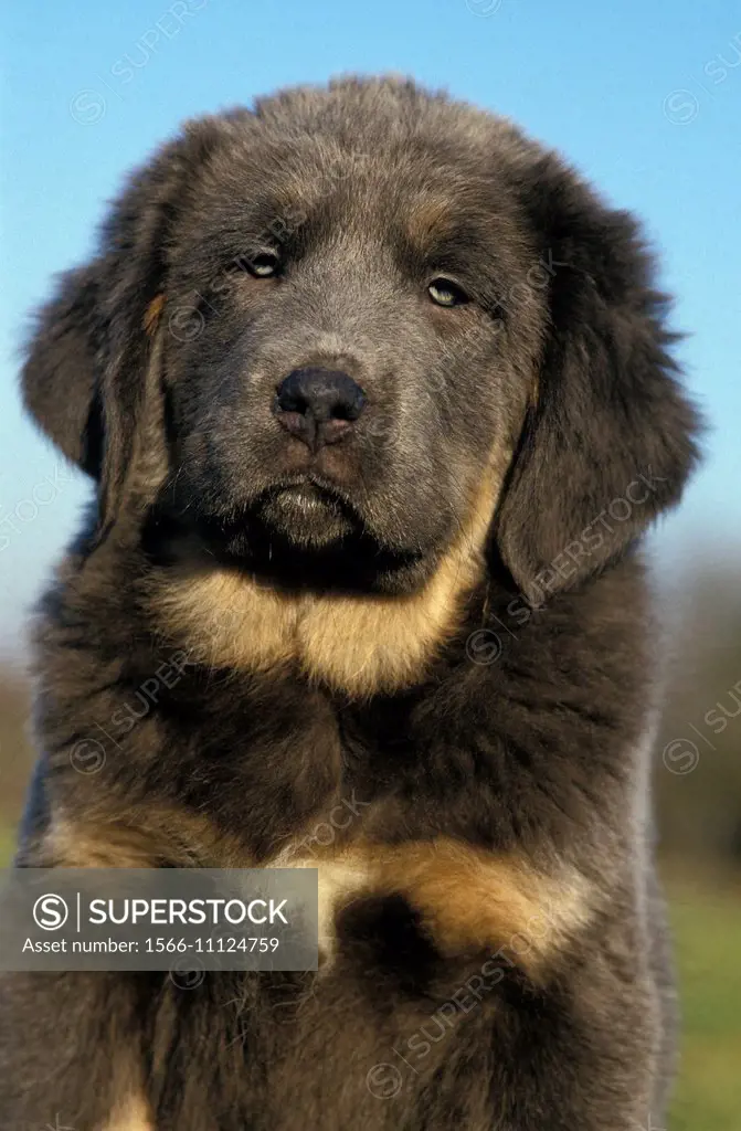Tibetan Mastiff Dog, Portrait of Pup.