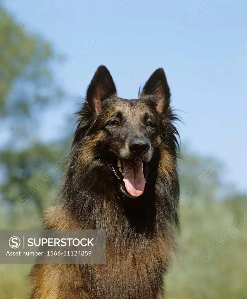 Tervueren or Belgian Shepherd, Portrait of Dog.