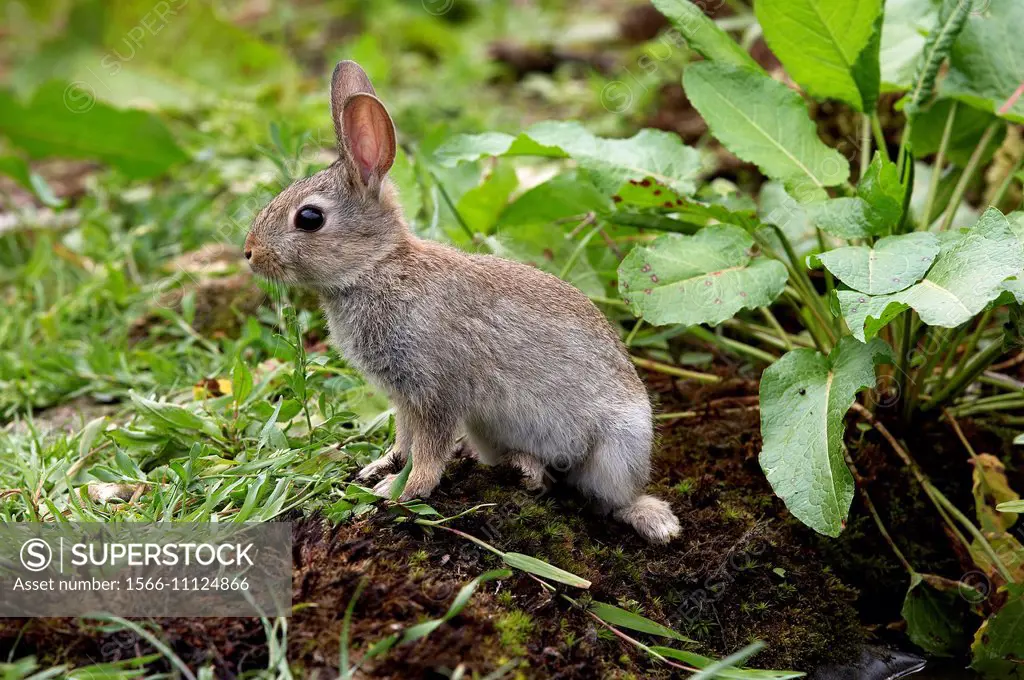 Young European Rabbit, oryctolagus cuniculus, Normandy.