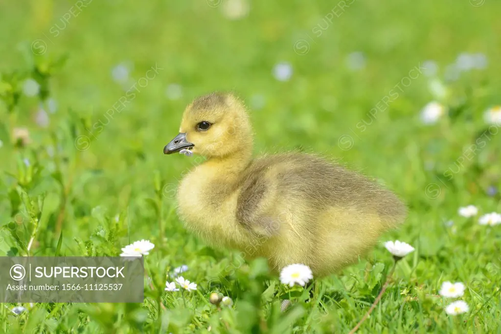 Close-up of a Canada Goose (Branta canadensis) chick in a meadow in spring.