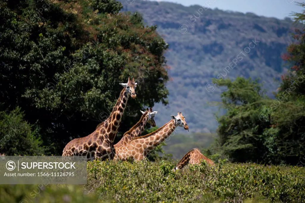 Endangered Rothschild´s giraffes (Giraffa camelopardalis rothschildi) at Lake Nakuru National Park in the Great Rift Valley in Kenya.