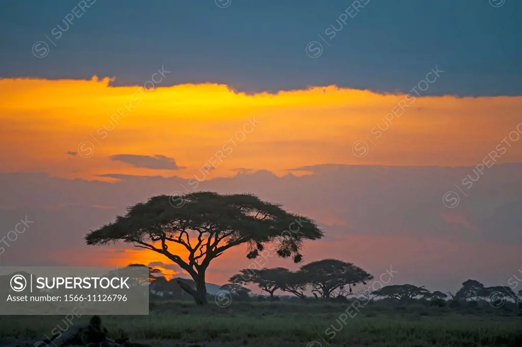 Acacia trees in sunset in Amboseli National Park in Kenya.