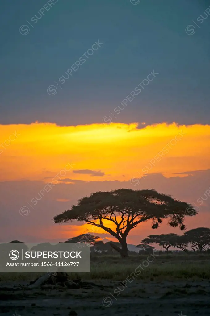 Acacia trees in sunset in Amboseli National Park in Kenya.