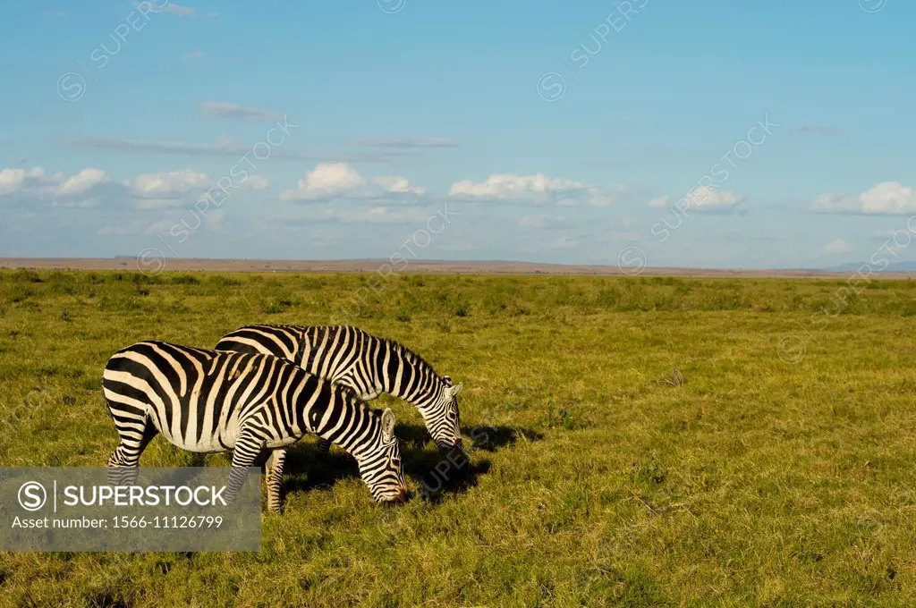 Burchell´s zebras grazing in Amboseli National Park in Kenya.