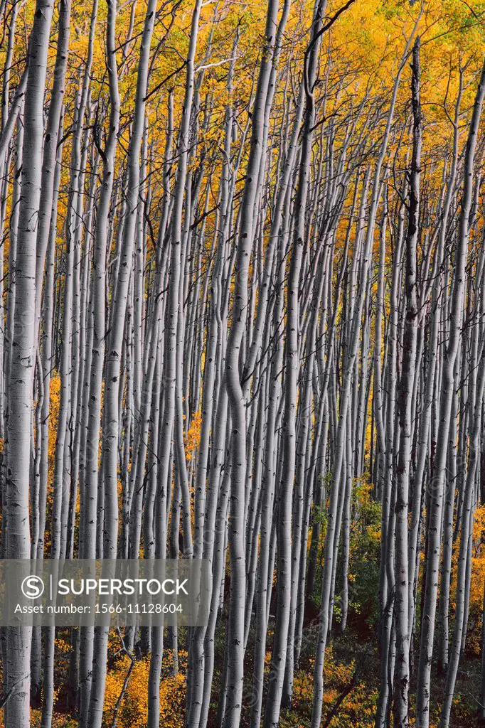 White trunks and yellow autumn leaves of quaking aspen (Populus tremuloides) in fall, White River National Forest, Colorado, USA.