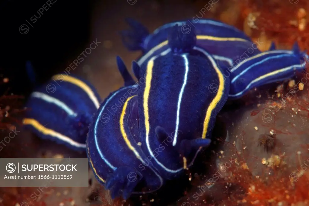Five nudibranches hypselodoris tricolor