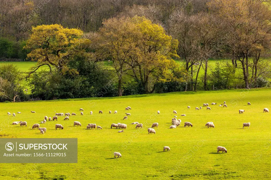Sheep in green field, Vale of Ewyas, Black Mountains, Brecon Beacons National Park, Powys, mid-Wales, Wales, United Kingdom, Europe.