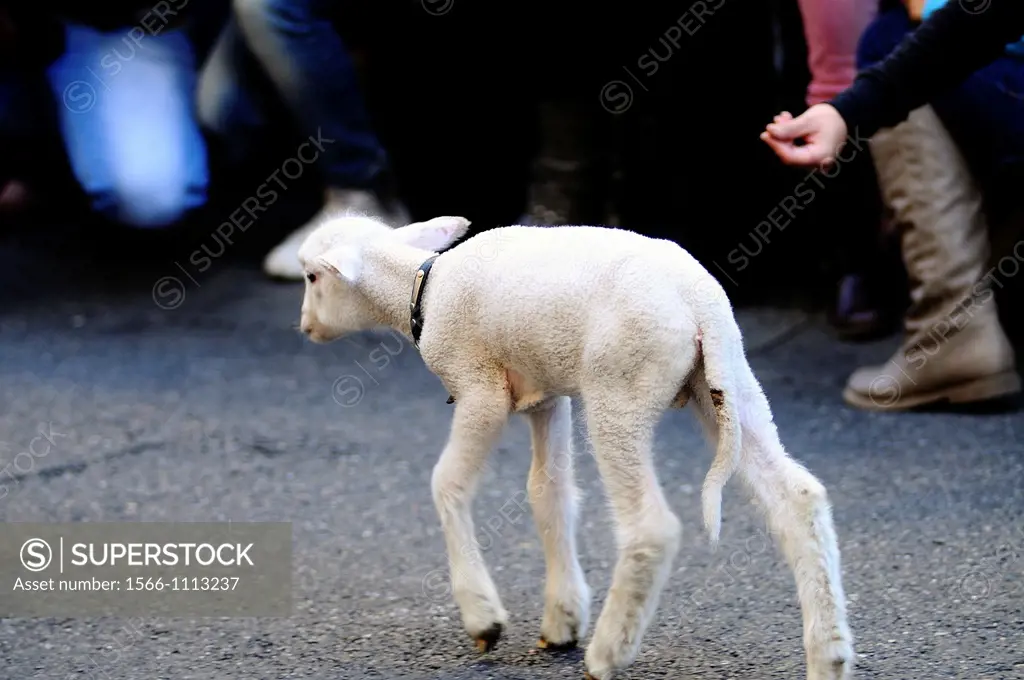Lamb, Fiesta de la Transhumancia, Spain