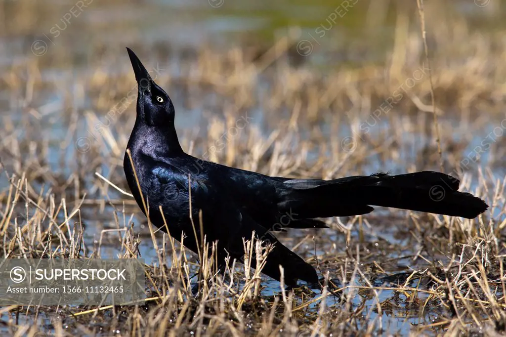 Great-tailed Grackle - Camp Lula Sams - Brownsville, Texas USA.